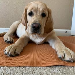 Labrador Retrievers from Girards Rocky Mt Labradors