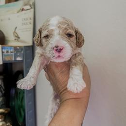 Boy 3 - Red  male Goldendoodle puppy in Hopkins County, Texas from Boutique Doodles