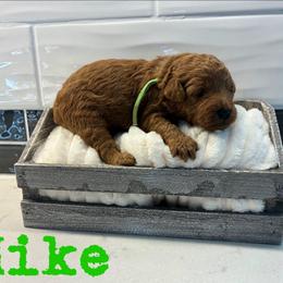 Mike - Red  male Goldendoodle puppy in Archbold, Ohio from Wurster's Mini Wee Doodles