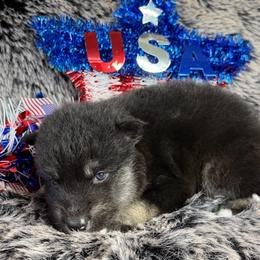 Carrot - Black tan and white female Siberian Husky puppy in Folsom, Louisiana from Geaux Fluffy