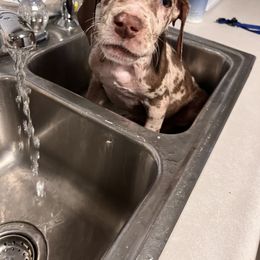 Great Dane Puppies from Great Dane Dynasty
