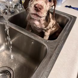 Great Dane Puppies from Great Dane Dynasty