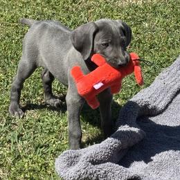 Weimaraner Puppies from Weimaraners of South Carolina