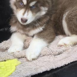Cherokee - Red and white male Siberian Husky puppy in East Tawas, Michigan from BurnsBerg's Woolies