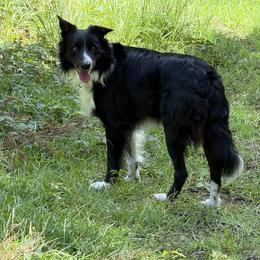 Beaux - male Border Collie puppy in Paris, Texas from Broadmoor Farm