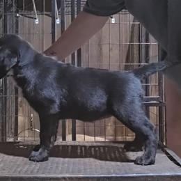 Black Girl 1 - Black female Labrador Retriever puppy in Andrews, South Carolina from Leyland Cypress Retrievers