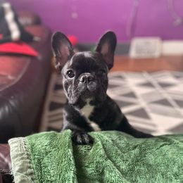 French Bulldogs from J & S Frenchies