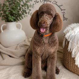 Hatsya - Phantom female Poodle puppy in Spring Hills, Florida from The Olympus Standard Poodle