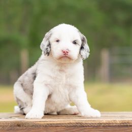 Aussiedoodle, Bordoodle, Goldendoodle, and Sheepadoodle Puppies from Crooked Creek Doodles and Poodles