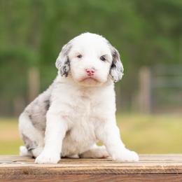 Aussiedoodle, Bordoodle, Goldendoodle, and Sheepadoodle Puppies from Crooked Creek Doodles and Poodles