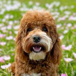Waffles - Cockapoo