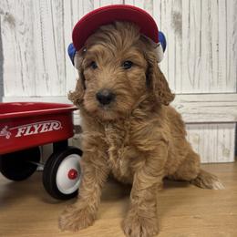 Tia's Black Collar Boy 2150 - Red  male Goldendoodle puppy in Alvin, Texas from JP Southern Doodles