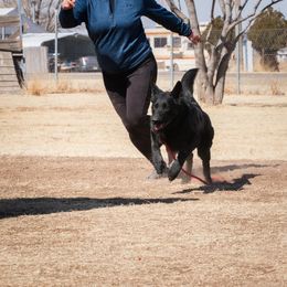 German Shepherd All Grown Up from Kaw-Tal German Shepherds