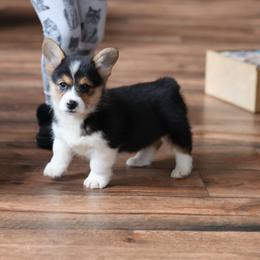 Pembroke Welsh Corgi Puppies from Goldstar Puppies