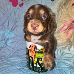 AKC female 6 - Chocolate and tan female Dachshund puppy in Knoxville, Tennessee from Thea's Puppies