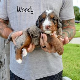 Bernedoodle Puppies from Salt-Life Doodles