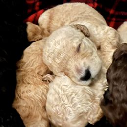 Goldendoodle and Poodle Puppies from Polly Wally Poodles and Doodles