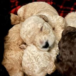 Goldendoodle and Poodle Puppies from Polly Wally Poodles and Doodles