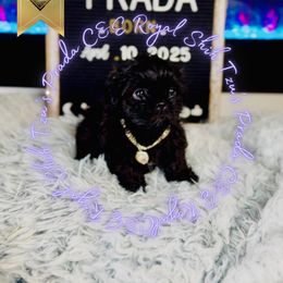 Rare Solid Black Shih tzu Prada - Black female Shih Tzu puppy in Athens, Georgia from C&E Royal Shih Tzu