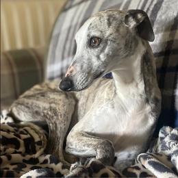 Jolene - Whippet
