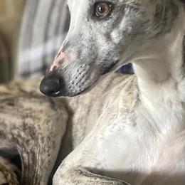 Jolene - Whippet
