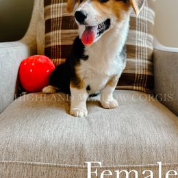 Bee - Black and tan female Pembroke Welsh Corgi puppy in Lebanon, Oregon from Highland Meadow Corgis