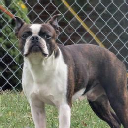 Alucard - Boston Terrier