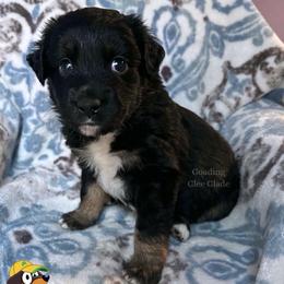 Snickers - Black tri male Miniature American Shepherd puppy in Millington, Tennessee from Goading Glee Glade