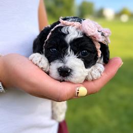 Hot Pink collar - Mrs Norris - Black and white female Cockapoo puppy in Mt Bethel, Pennsylvania from Stasia’s Cutiepoos