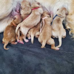 Pick 1 - Golden female Golden Retriever puppy in Sandy, Utah from Golden Meadows of Utah