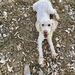 Aussiedoodles, Goldendoodles, and Poodles from Out West Doodles