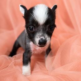 Portia - Black and white female Chinese Crested puppy in Ocala, Florida from Crestie Charm Cottage