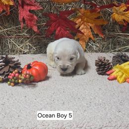 Ocean boy 5 - Light golden male Golden Retriever puppy in Niles, Michigan from Christiana Creek Goldens