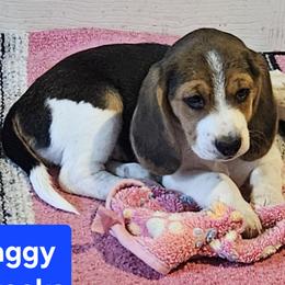 Beagle Puppies from Pamper Stone