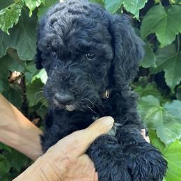 Brown - Black female Goldendoodle puppy in Fairfield, California from Twin Sisters Doodles