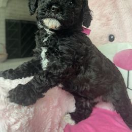 Goldendoodle Puppies from Our Darling Doodles