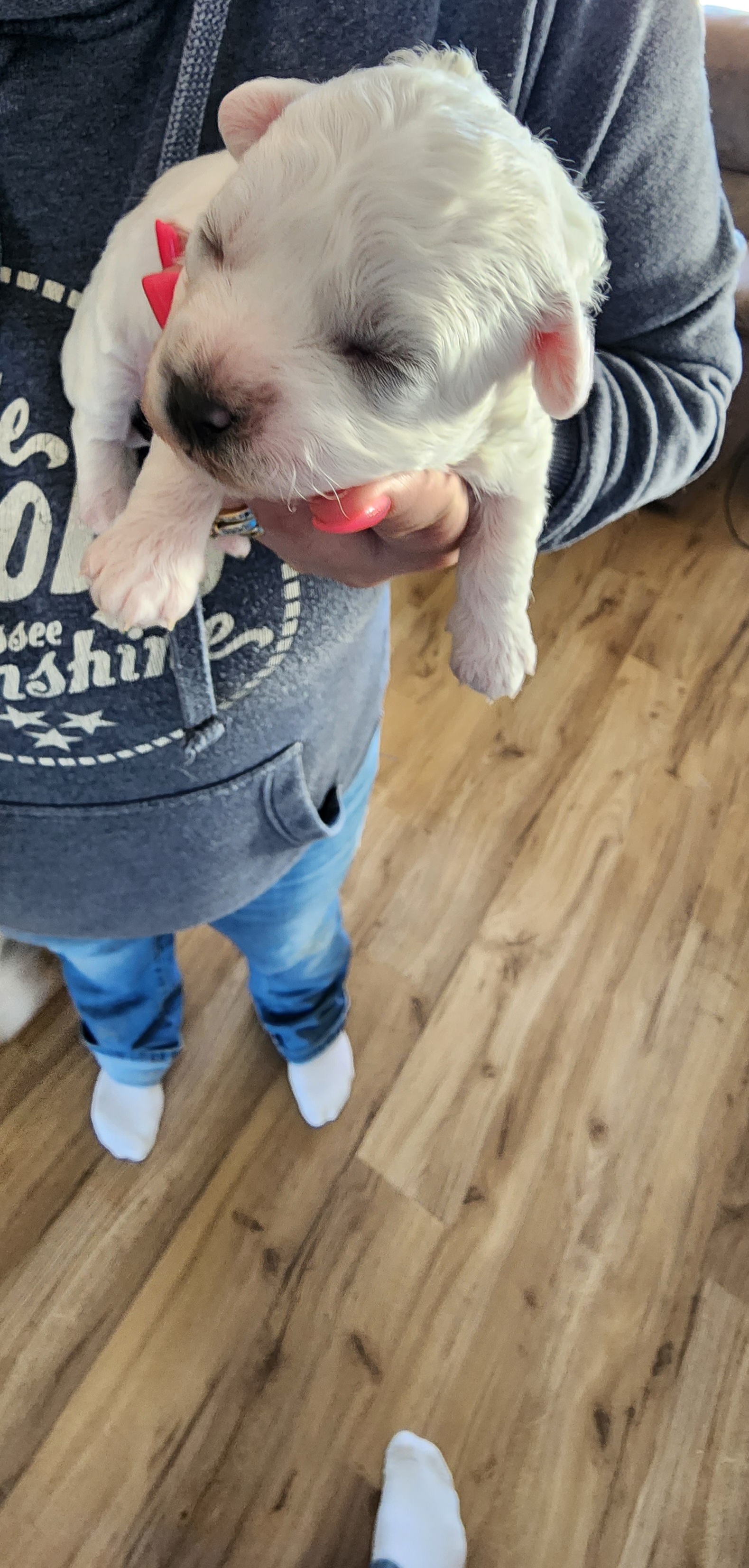 Bichon Frise Puppies from Waterloo Bichons AKC