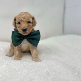 Maltipoo Puppies from Piper N Penny