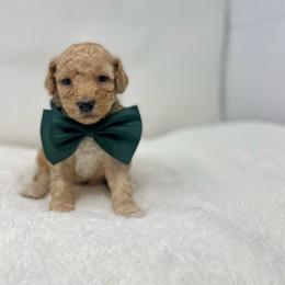 Maltipoo Puppies from Piper N Penny