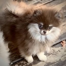 "Heartlands Chocolate Sundae" Pomeranian Puppies from Heartland Pomeranians