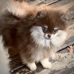 "Heartlands Chocolate Sundae" Pomeranian Puppies from Heartland Pomeranians