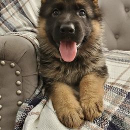 German Shepherd Puppies from Vom Platzhirsch Kennels