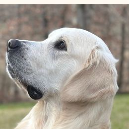 Creasy - Golden Retriever