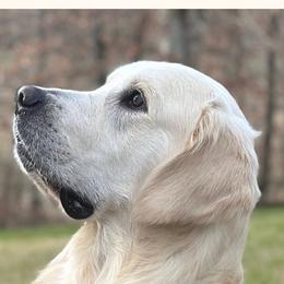 Creasy - Golden Retriever