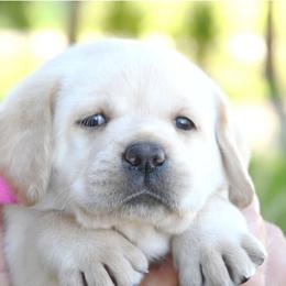 Cleo's Fuchsia - Yellow female Labrador Retriever puppy in Pasco, Washington from ROCK CREEK LABRADORS Pasco, WA
