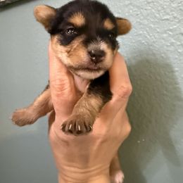 Stassa - Black and tan female Yorkshire Terrier puppy in Deltona, Florida from Oliviero Yorkies