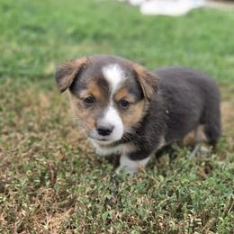 Female 1 - Black and tan female Pembroke Welsh Corgi puppy in Portland, North Dakota from Sliding stop corgis