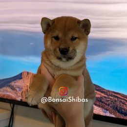 YUSA - Red female Shiba Inu puppy in Minnesota from BonsaiShibas