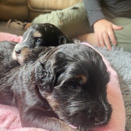 Bernedoodle, Goldendoodle, and Poodle Puppies from Donnas Deluxe Doodles LLC