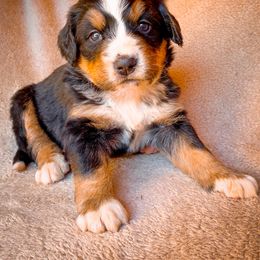 Bernedoodle, Bernese Mountain Dog, and Siberian Husky Puppies from Timberline Paws